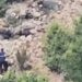 “Ndezi 5 vatra e dogji 15 hektarë”- Piromani nuk heq dorë nga ‘vesi’, 62-vjeçari kapet përsëri duke i vënë zjarrin pyjeve të Mirditës, arrestohet!
