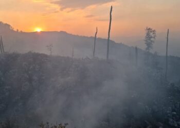 Zjarr i madh në pyjet e Polisit në Librazhd, banorët japin alarmin dhe kërkojnë ndërhyrje! Dyshohet se u vu qëllimisht