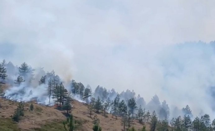 Situatë kritike me zjarrin në Gojan  flakët kërcënojnë shtëpitë  Bashkia e Pukës urdhëron evakuimin urgjent të banorëve  Ju rrezikohet jeta