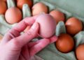 Belgjika e alarmuar, shpërthim dramatik i Salmonelës, mbi 300 raste të konfirmuara! U infektuan pasi hëngrën vezë
