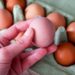 Belgjika e alarmuar, shpërthim dramatik i Salmonelës, mbi 300 raste të konfirmuara! U infektuan pasi hëngrën vezë