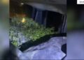 DETAJET/ Kapet në ndjekje furgoni me 2500 kubikë kanabisi, në pranga 2 të rinjtë! Do ngrinin plantacionin e drogës në vaun e Dejës