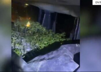 DETAJET/ Kapet në ndjekje furgoni me 2500 kubikë kanabisi, në pranga 2 të rinjtë! Do ngrinin plantacionin e drogës në vaun e Dejës