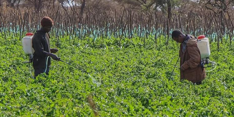 Studimi: Pesticidet shkaktojnë 400 milionë raste helmimi te fermerët në vit -