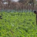 Studimi: Pesticidet shkaktojnë 400 milionë raste helmimi te fermerët në vit -