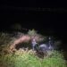 Flakët pranë stallave të lopëve në Gjirokastër, zjarrfikësit neutralizojnë zjarrin në kohë