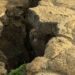 Afrika po ndahet në dy pjesë, shkencëtarët zbulojnë një forcë nga thellësia e Tokës që po e copëton kontinentin -