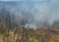Zjarr i madh në Mallakastër, flakët përfshijnë pisha, ullishte dhe shkurre! Era favorizon përhapjen