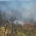 Zjarr i madh në Mallakastër, flakët përfshijnë pisha, ullishte dhe shkurre! Era favorizon përhapjen