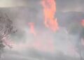 Zjarr në kodrën me pemëtari në fshatin Kutalli, përfshihet nga flakët një sipërfaqe e madhe me ullinj