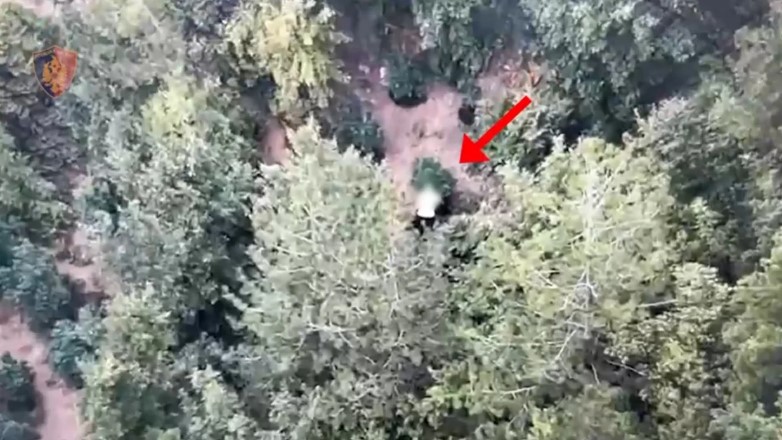 Droni  spiunon  parcelën me drogë në mes të pyllit  arrestohet 37 vjeçari në Mirditë  U kap teksa vadiste hashashin
