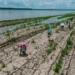 OKB paralajmëron për El Niño: Fenomeni shumë i fortë në pesë muajt e ardhshëm