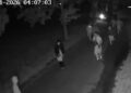VIDEO/ Tronditet Holanda, 1 i vrarë dhe 34 të arrestuar pas luftës mes bandave! Autorët kanë lidhje me ‘bosin’ e drogës në arrati