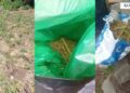 Ngritën plantacione hashashi në mes të pyllit, arrestohet çifti i bashkëshortëve në Kolonjë! Banesën e kishin kthyer në magazinë, 2 thasë…