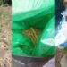 Ngritën plantacione hashashi në mes të pyllit, arrestohet çifti i bashkëshortëve në Kolonjë! Banesën e kishin kthyer në magazinë, 2 thasë…