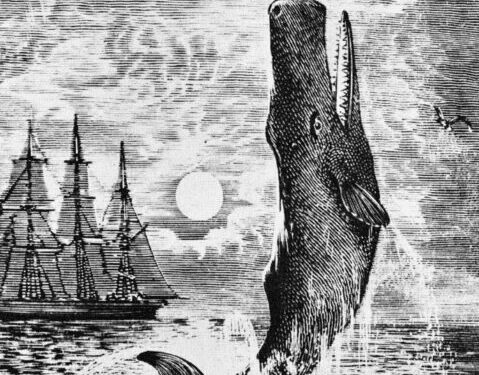 Si një kashalot fundosi Essex-in: teoria e vjetër që lidhet me tragjedinë detare dhe “Moby Dick