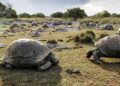 Dikur specie në rrezik, shkencëtarët zbulojnë 180,000 breshka gjigante në një ishull të Seychelles -