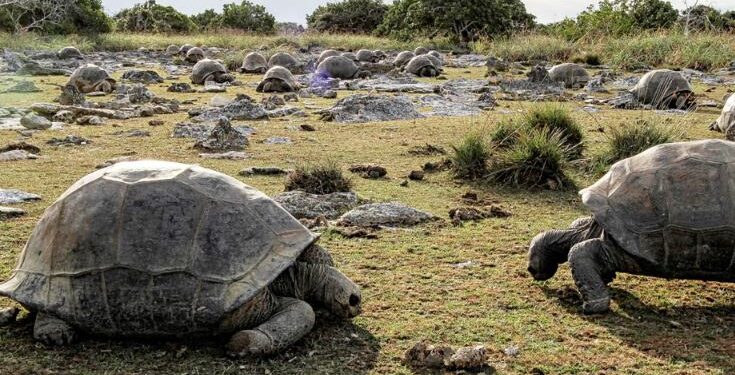Dikur specie në rrezik, shkencëtarët zbulojnë 180,000 breshka gjigante në një ishull të Seychelles -