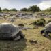 Dikur specie në rrezik, shkencëtarët zbulojnë 180,000 breshka gjigante në një ishull të Seychelles -