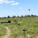 “Tela me gjemba inteligjentë”, kurthi i ri i Ukrainës për dronët -