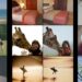 AI mund të “lexojë mendjen”! Nga skanimi i trurit te fotografia, projekti mjekësor në Izrael rikrijon atë që sheh përdoruesi -