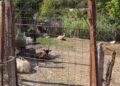 Përhapet murtaja e bagëtive në Vlorë, sëmundja prek 4 ferma në Selenicë, asgjesohen 700 krerë!