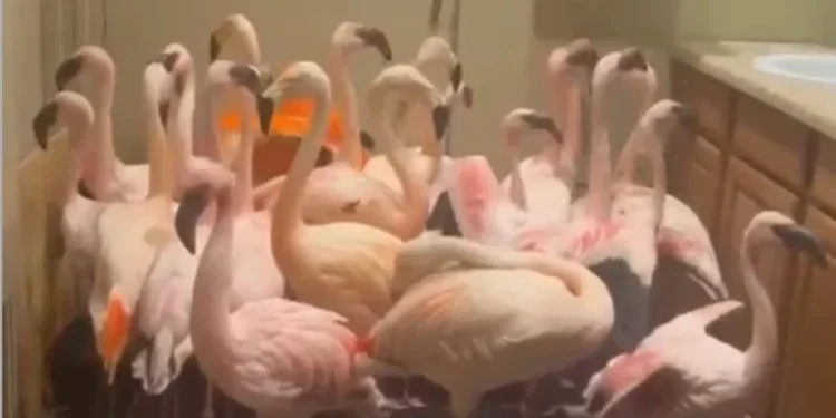 Flamingot gjetën strehë në tualetet e një kopshti zoologjik në Florida, ndërsa uragani Isaias shkaktoi viktima dhe dëme të mëdha