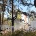 VIDEO/ Kukës, përfshihet nga flakët kurora e pishave pranë gjimnazit të qytetit