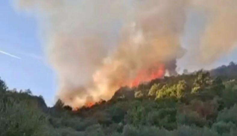 Zjarr i madh në Peqin  flakët përpijnë pyllin dhe ullishtat  tre orë luftë për ta vënë nën kontroll 